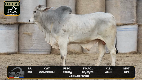Lote LOTE 41
