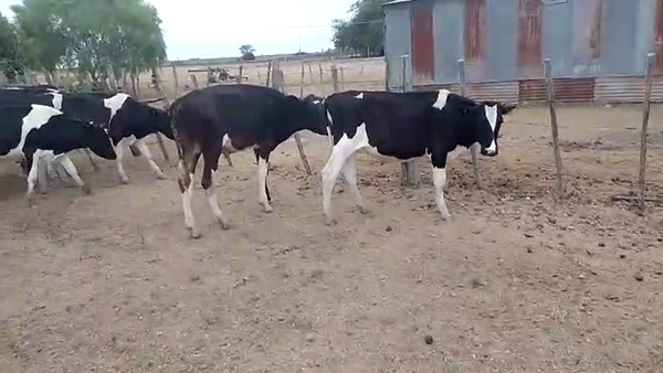 Lote 10 Terneros Holando en Ecilda