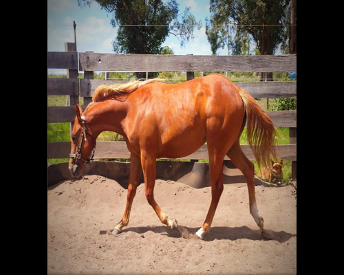 Lote MUÑECA PEPPY 64