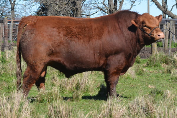 Lote TOROS PP 2 años