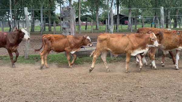 Lote 22 Terneros/as