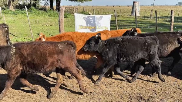 Lote 65 Terneras