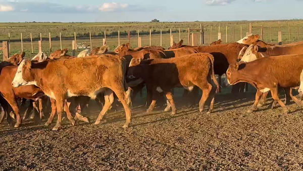 Lote 110 Terneros en Ituzaingó, Corrientes