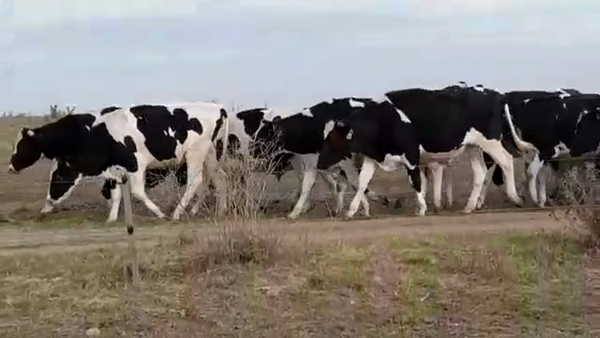 Lote NOVILLOS HOLANDO