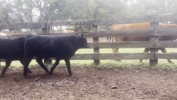 Lote TERNEROS