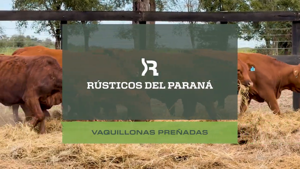 Lote VAQUILLONAS PREÑADAS