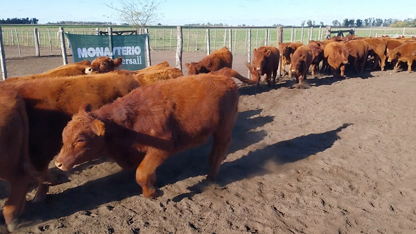 Lote 58 Terneros en DEL VALLE