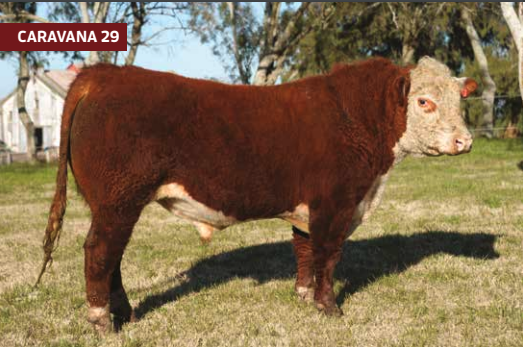 Lote CARACE JR 4090