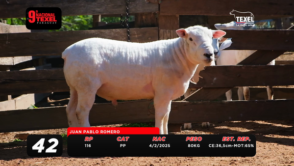 Lote LOTE 42