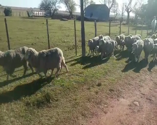 Lote (Vendido)60 Ovejas piezas de cría IDEAL en PALO SOLO
