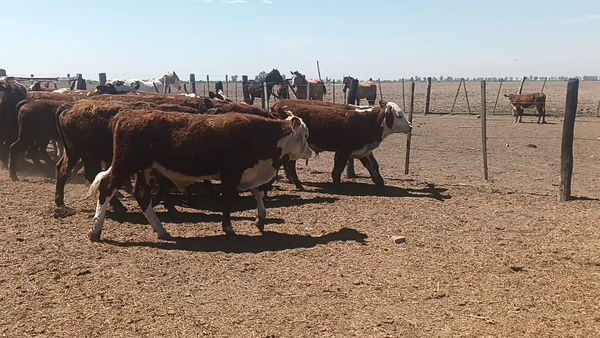 Lote 50 Terneros Cruza en Fidela, Santa Fe