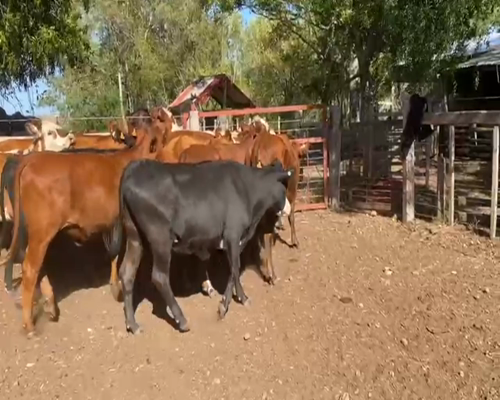 Lote VAQUILLONAS 1-2 AÑOS