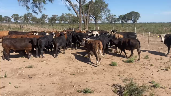 Lote 50 Vacas de invernar en Bandera, Santiago del Estero