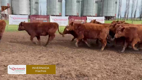 Lote Terneros