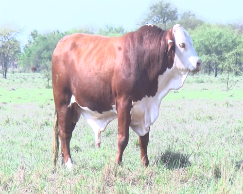 Lote CABAÑA "BAPIO" RP321