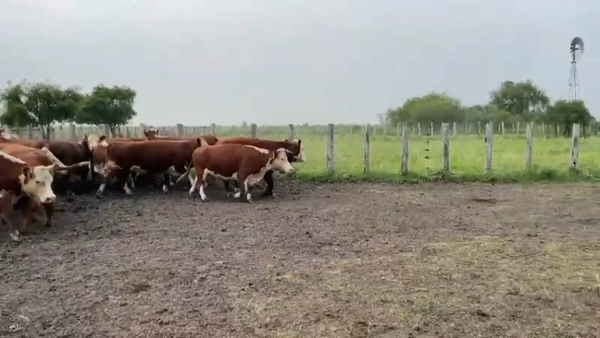Lote 35 Vacas de invernar en Concordia, Entre Ríos