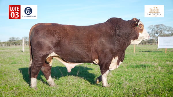 Lote LOTE 3 - TORO BRAFORD NO. 4