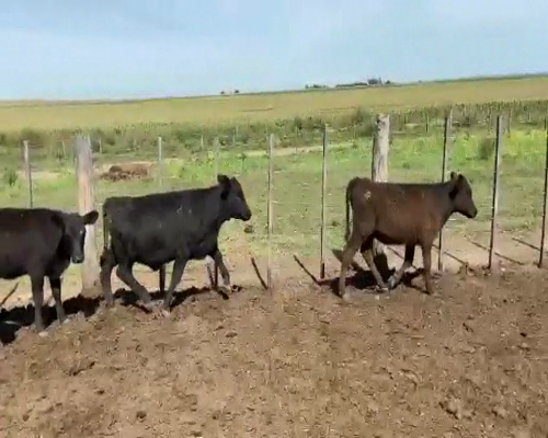 Lote 100 Terneras en Guaminí, Buenos Aires