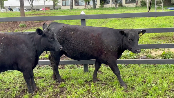 Lote 2 Vaquilla Encaste