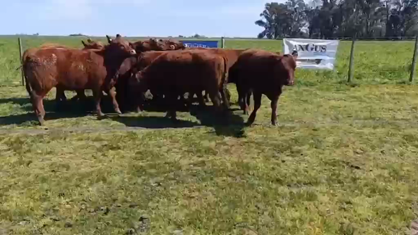 Lote 10 Terneras TAC