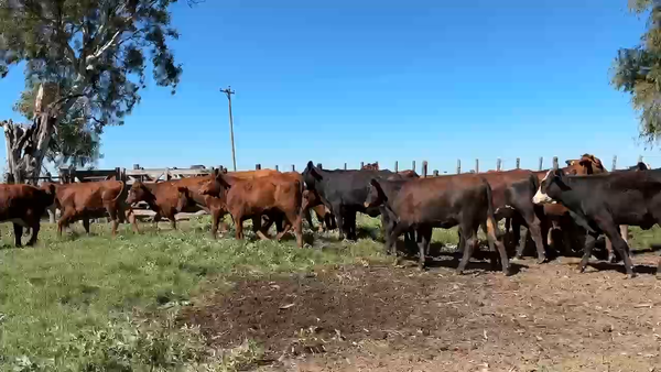 Lote 70 Terneras