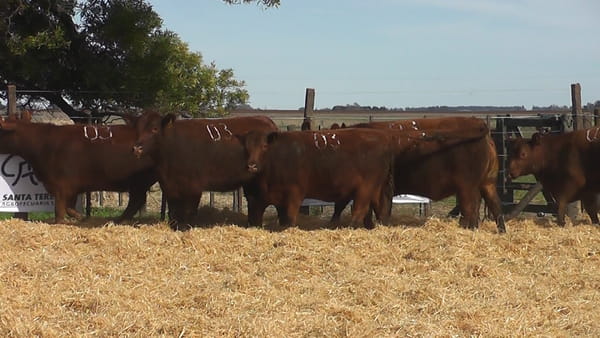 Lote VAQUILLONAS COLORADAS PREÑADAS