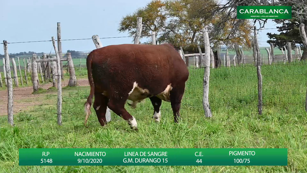 Lote Carablanca