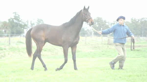Lote NIKY NICE (NICODEMUS - MISS NICE BIJOU)