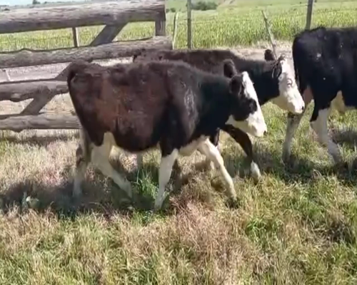 Lote (Vendido)14 Terneros holando 210kg -  en Colonia Italia