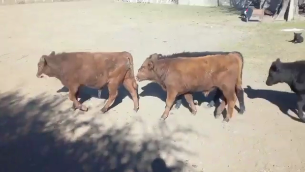 Lote 70 Terneros/as en Federal, Entre Ríos