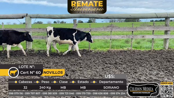 Lote 32 Novillos en Soriano