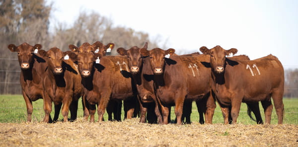 Lote VAQUILLONAS ANGUS PC PARICION PRIMAVERA