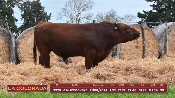 Lote Angus Morixe Coloradas