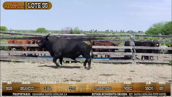Lote LOTE 55- POR PANTALLA