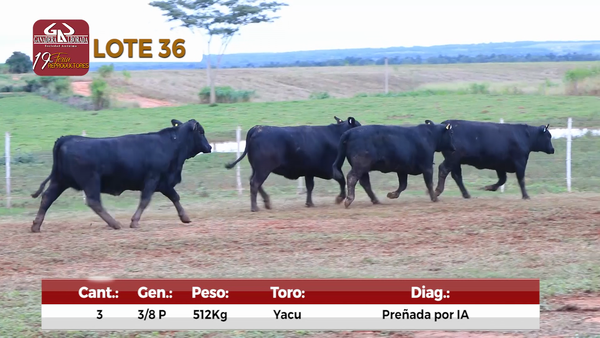 Lote Reproductores de Alborada - Lote 36