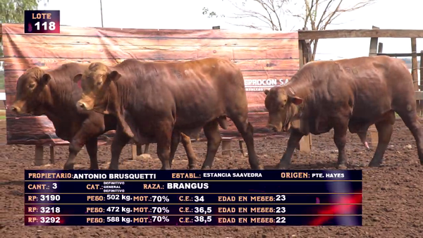 Lote ANTONIO BRUSQUETTI- LOTE 118 - EN VIVO