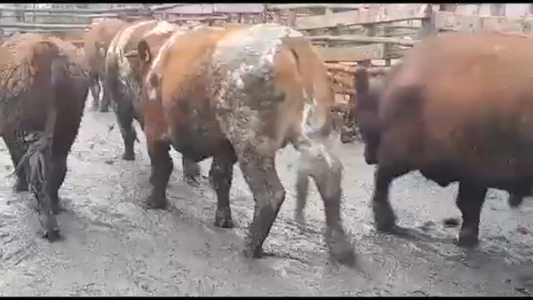 Lote 45 Novillo Gordo en Yerbas Buenas, VII  Región Maule