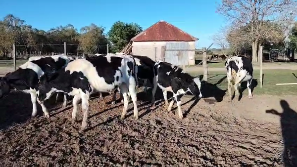 Lote 10 Terneros, San José