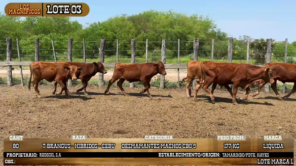 Lote LOTE 3