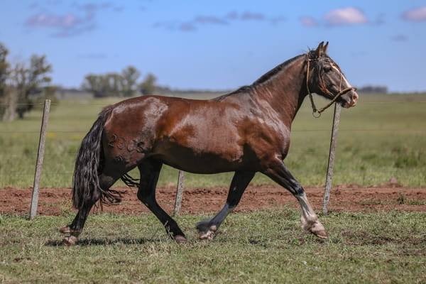 Lote DEL SILENCIO FOGON