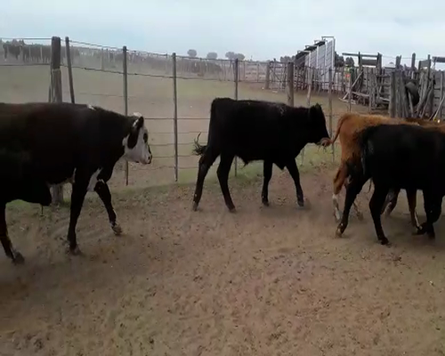 Lote 72 Terneros en Mayor Buratovich, Buenos Aires