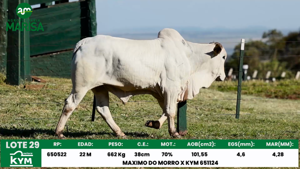 Lote Lote 29
