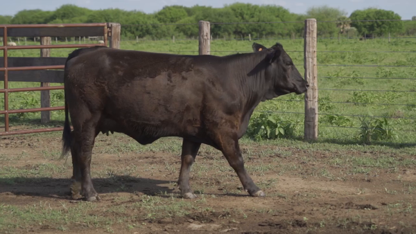 Lote VAQUILLA BRANGUS