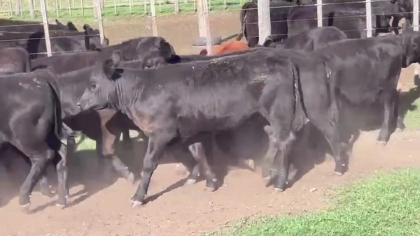 Lote 71 TERNS. MACHOS Y HEMBRAS, CNEL. SUAREZ, BS. AS.