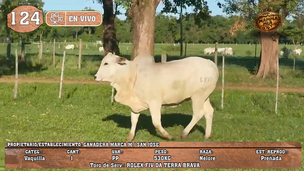 Lote LOTE 124 -EN VIVO