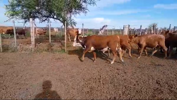 Lote 9 Terneros 5 RA,  1 AA,  1 HE,  2 CRUZA 207kg -  en COL. E. ACEVEDO. KM 594 RUTA 3, 10 KM AL OESTE