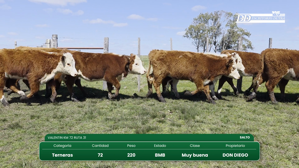 Lote 72 Terneras 220kg - , Salto