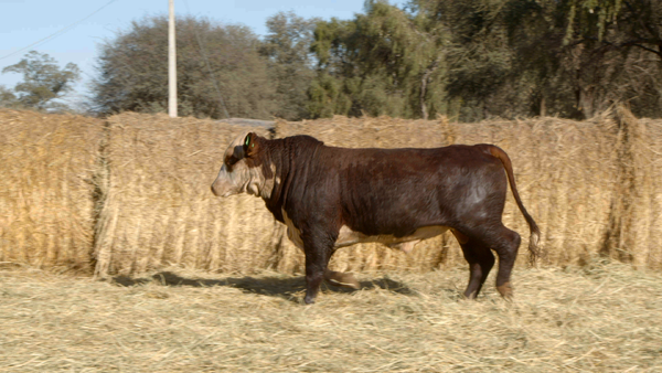 Lote TOROS Remate Nucleo Genbra