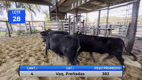 Lote VAQUILLAS BRANGUS PREÑADAS  -LOTE 28
