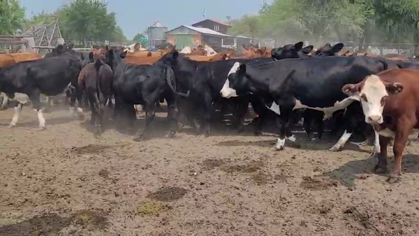 Lote 60 Novillitos y vaquillonas en Entre Ríos, Villaguay